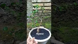 serut hasil stek separo batang#bonsai #bonsaitree #garden #gardening