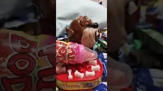 Oh my goodness Grumpy Dog got his Milk Dodo! #shorts #asmr #trends #satisfying #viral #best