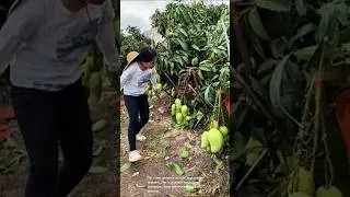 Harvesting fresh mangoes in the orchard