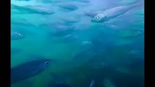 Обновление Bonito от 29.09.2025 Они переехали на пляж