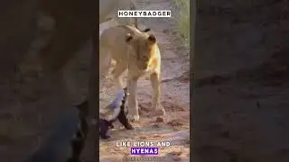 Fearless Honey Badger 🦡 #nature  #likeandsubscribe  #shortvideo #wildlife