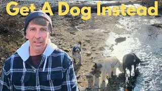 Dogs Don't Leave You &ndash; A Man's Best Friend After Divorce