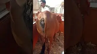 Balasar to Hisar Bugana🙏👍🙏
