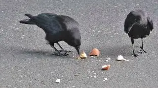 American Crow Vocalizations: Female crow asks mate for food