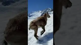 This goat has better parkour skills than you #Parkour
