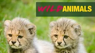 Amazing Wild Animal Sounds with Nature Sounds and Relaxing Music