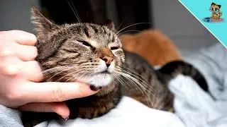 THIS is Why Cats Clean Themselves When You Pet Them!