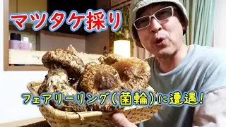 【マツタケ採り！】ついに松茸のフェアリーリングに遭遇！