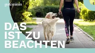 So trainierst du deinen Hund f&uuml;rs gemeinsame Joggen