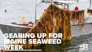 Maine Seaweed Week celebrates state's ocean harvest