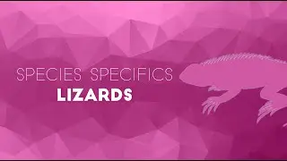Lizard Diseases You Need To Know for the NAVLE - Species Specifics