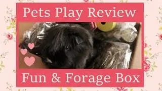 Pets Play Review ~ Fun & Forage Box