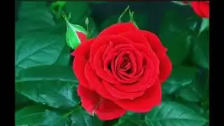 Naya Barsa ko subhakamana  Happy New Year