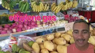 Ripening of mango by calcium carbide # healthy Jeevanshaili