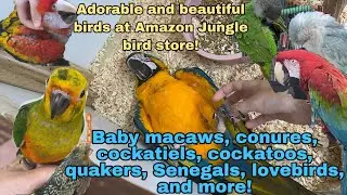 Baby exotic birds at Amazon Jungle bird store! | Macaws, Cockatoos, Cockatiels, Conures, and more!