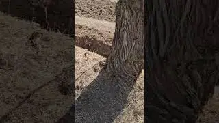 گنجیاب