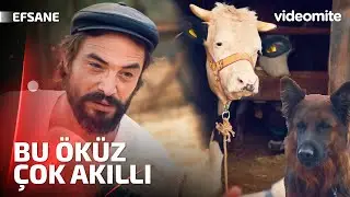 Sabahları Uyandırmak Senin Değil Horozun Görevi I Efsane
