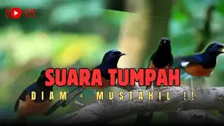 🔴SUARA INI DILARANG DI GRUP ELITE‼️ Masteran Paling Ekstrem untuk Murai Galak
