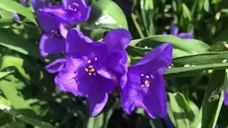 Spiderwort flowers during day!