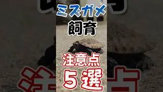 ミズガメを飼う前に知っておきたい5つの注意点！#カメ #爬虫類 #注意点