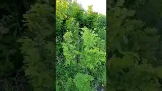 Михино...