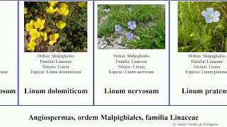 Angiospermas, ordem Malpighiales, fam&iacute;lia Linaceae linum angiosperms pubescens pratense arboreum