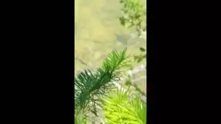 Sight fishing for bedding Smallmouth bass