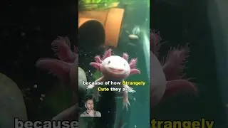 Axolotl | The Cute Water Dragon #shorts