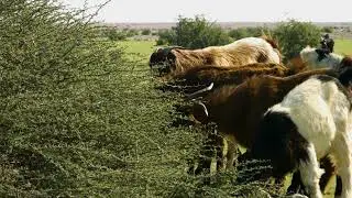 الرعي الجائر خطر على البيئة