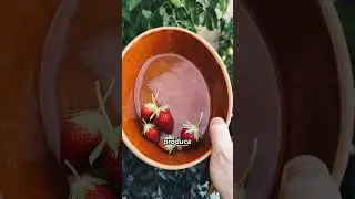 Strawberry Growing 101 - More Plants Vs. More Fruit #gardening101 #gardeneducation #strawberry