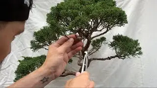 How to remove bonsai wire without damaging your tree👀👀👀