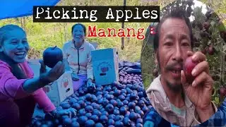 Harvesting Apples, Danakyu Manang 🇳🇵