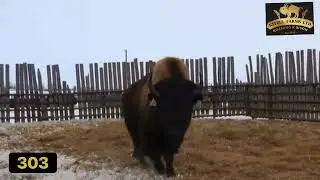 ROAMING K 303