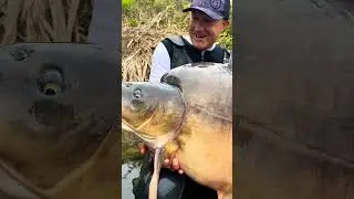 Monster Carp in the USA!!#BigCarpUSA #CarpFishing #FishingShorts #MonsterCarp #USAOutdoors