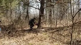 Wood7