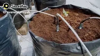 proses penanaman  melon 10 hari  di smart green house
