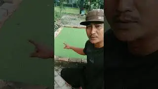pagi dipanen sore udah nutup lagi #azolla #budidayaazolla #pakanterbaik #pakanternakmurah