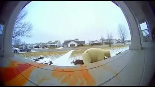 Giant Polar Bear Tries Spicy Ramen&hellip; INSTANT REGRET 🥵🐻&zwj;❄️ #Shorts #AI #Viral #Funny