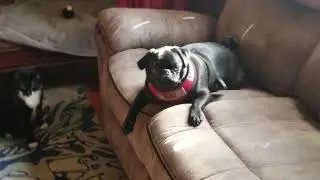 Black Pug (Chief) and Tuxedo Cat (Orion) Watching disco ball reflections, can't catch them all.