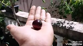 PRIMEIRO CAMBUÍ ROXO-AMEIXA DE JOINVILLE  EM VASO- HARVEST OF THE FIRST FRUIT CAMBUÍ-ROXO 26/03