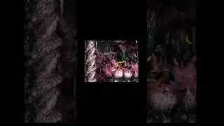 Donkey Kong Country 3 (SNES) : Game Breaking #glitch #tricks #snes #dkc3