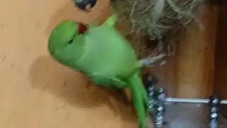 Dimpal Yadav 10.M views  is live ringneck parrot live stream 🦜🦜