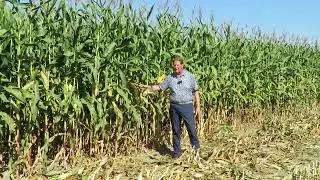 Corn Harvest 2022
