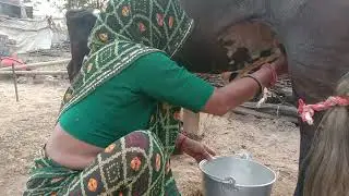 Cow Milking & Cows || Official video ||