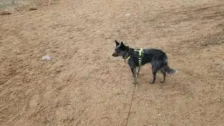 #Quarantivity: Sniff walk