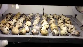 incubatrice covatutto fai da te automatica economica artigianale