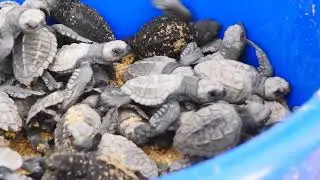 Will These Tiny Turtles Make It to the Ocean? | Todos Santos 🐢
