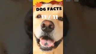 Dog Facts 11 #bvscah #animalhealth
