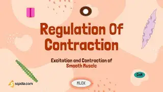 Excitation and Contraction of Smooth Muscle | Regulation of Contraction