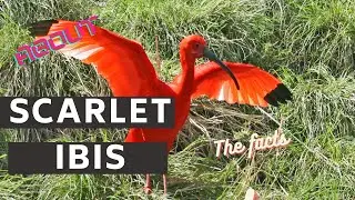 Факты об алом ибисе 🦩 обитает в тропиках Южной Америки и части Карибского бассейна.